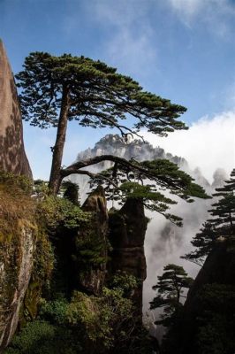 黃山有哪些樹屋酒店：探索山林間的奇蹟與浪漫